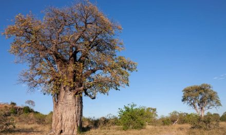 4 razones por las que las mujeres deberían añadir el baobab a su dieta