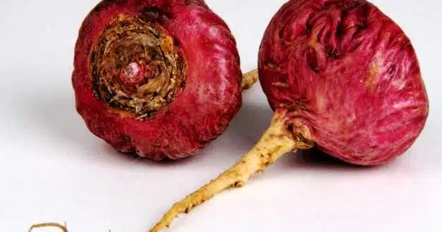 Maca Roja