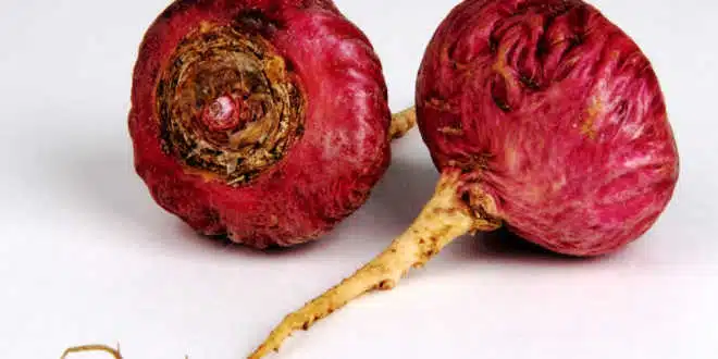 Maca Roja