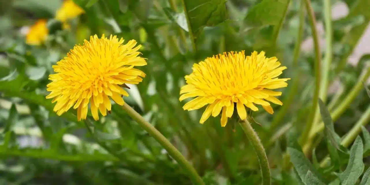 Descubre los beneficios del diente de león para una vida saludable