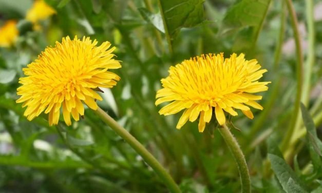 Descubre los beneficios del diente de león para una vida saludable