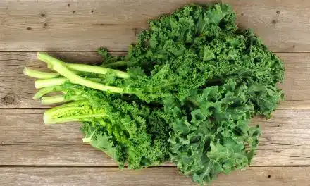 Kale: El Supervegetal de Moda y sus Beneficios