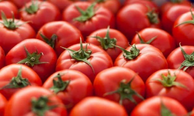 ¿Por Qué Es Malo Comer Tomate? Mitos y Realidades Sobre Su Consumo