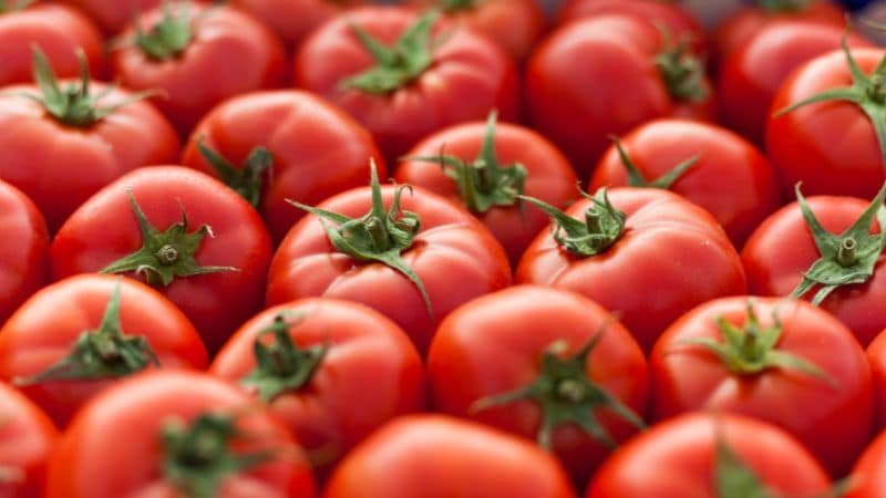¿Por Qué Es Malo Comer Tomate? Mitos y Realidades Sobre Su Consumo